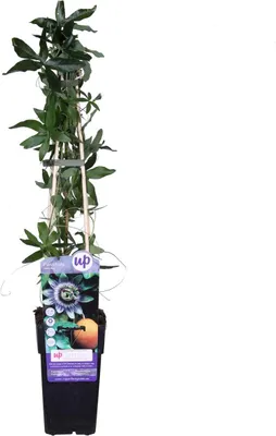 Produktbild von Passionsblume Passiflora Caerulea 30cm – Exotische Kletterpflanze, Mehrjährig, Winterhart, Blühend