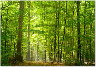 Produktbild von Tulup® Glas-Bild - 100 x 70 - Wandbild aus Glas - Wandkunst - Wandbild hinter gehärtetem Sicherheitsglas - Landschaften - Laubwald - Grün