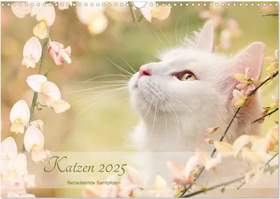 Produktbild von Katzen 2025 Bezaubernde Samtpfoten (Wandkalender 2025 DIN A3 quer), CALVENDO Monatskalender