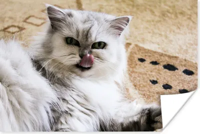 Produktbild von MuchoWow® Poster Perserkatze auf weichem Boden 180x120 cm - Fotoplakat