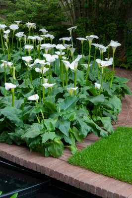Produktbild von Zantedeschia Aethiopica, Calla, Teichpflanze, 10-20 cm, Topf 9 cm