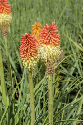Produktbild von Kniphofia x praecox, Fackellilie, ca. 9x9 cm Topf