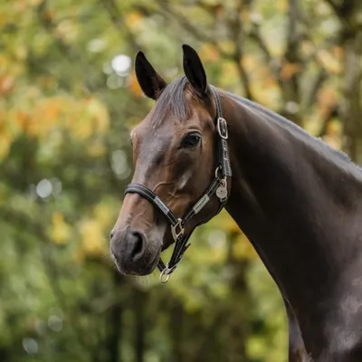 Image de Harnais FieldSafe de Horseware, taille : Warmblood, couleur : Noir/Réfléchissant et Noir