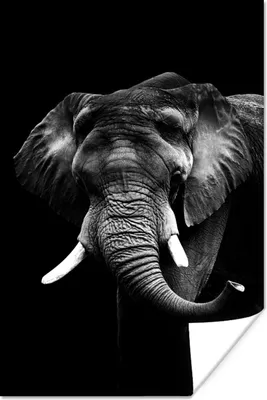Produktbild von MuchoWow® Poster Elefant vor schwarzem Hintergrund - schwarz und weiß 120x180 cm - Kunstposter