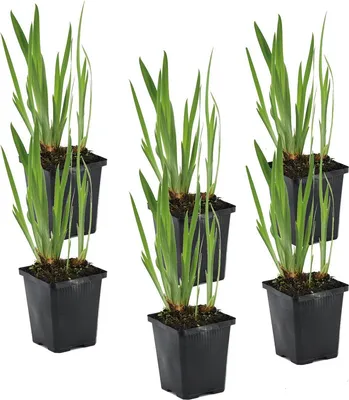 Produktbild von 6er Set - Iris Kaempferi - Japanische Sumpf-Schwertlilie - Teichpflanzen Winterhart - Wasserpflanzen - Zone 1-2 - Höhe 15-25 cm - Topf 9 cm