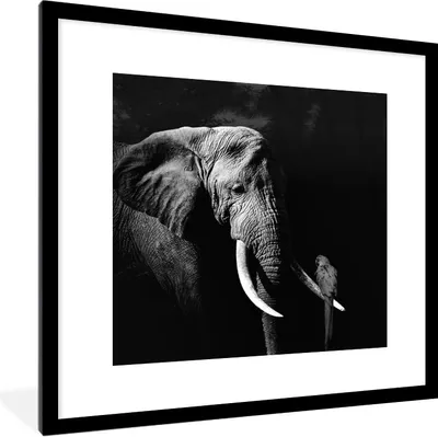 Produktbild von MuchoWow® Gerahmtes Poster Elefant - Papagei - Zähne - Schwarz - Weiß 40x40 cm - Poster mit Schwarzem Bilderrahmen Wandposter Rahmen Foto Bilder - Poster - Plakat im Rahmen