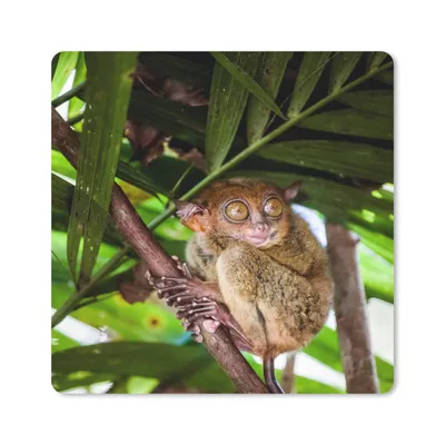 Produktbild von MuchoWow® Mauspad Mousepad Philippinischer Geist zwischen den grünen Blättern 20x20 cm - Mousepads - Maus Mat - Pad - Mausunterlage - Desk Mat - Bureauartikeln
