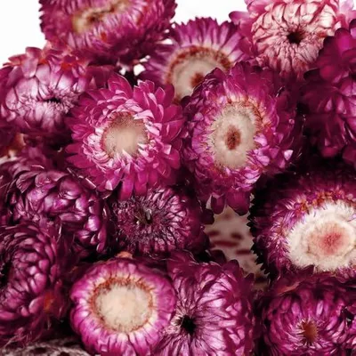 120 Trockenblumenköpfe, lila, 3–4 cm, für DIY und Dekoration
