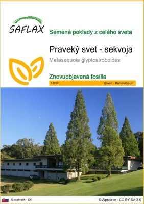 Obrázok produktu pre SAFLAX - Praveký svet - sekvoja - Metasequoia glyptostroboides - 60 Semená