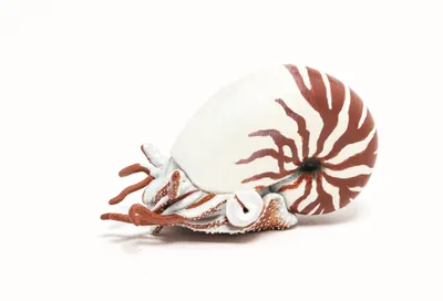 Immagine prodotto di Papo Wild Life Ocean Nautilus 56061