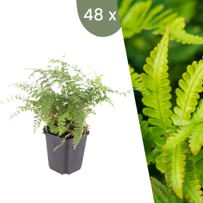 Produktbild von Plants by Frank | 48 Filigranfarn 'Herrenhausen' Pflanzen | Polystichum Setiferum 'Herrenhausen' | Farne | Winterhart | Schattenpflanzen | Gartenpflanzen
