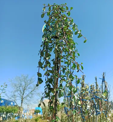 Produktbild von Teppichmispel ´MAJOR´ auf Stamm 60 cm, Cont. 4 l