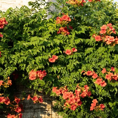 Zdjęcie produktu dla Campsis radicans Madame Galen - pomaranczowe kwiaty - 2 sadzonki - 11cm x wys