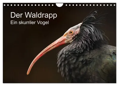 Produktbild von Der Waldrapp - Ein skurriler Vogel (Wandkalender 2027 DIN A4 quer), CALVENDO Monatskalender