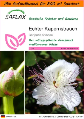 Produktbild von SAFLAX Garden in the bag - Echter Kapernstrauch - Capparis spinosa - 25 Samen - Mit Anzuchtsubstrat im praktischen, selbst aufstellenden Beutel