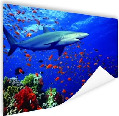 Produktbild von MuchoWow® Poster Hai am Korallenriff 180x120 cm - Fotoplakat