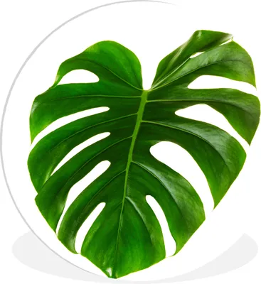 Produktbild von MuchoWow® Rundes Wandbild - Runde Bilder Großes botanisches Blatt auf weißem Hintergrund Ø 90 cm Kreis Wanddekoration Kunststoff - Wandkreis - Wandschmuck - Wand-Kreis - Wohnzimmer - Bild - Runde - Wanddeko - Dibond - Kunstdrucke