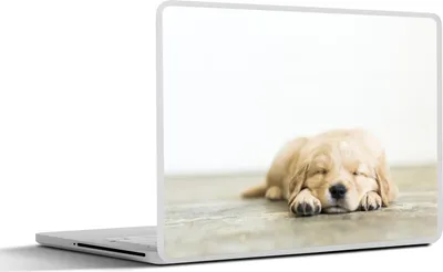 Produktbild von MuchoWow® Laptop Aufkleber Sticker Cover Ein Porträt eines schlafenden Welpen 30x21 cm - Sticker für Laptop - Selbstklebend