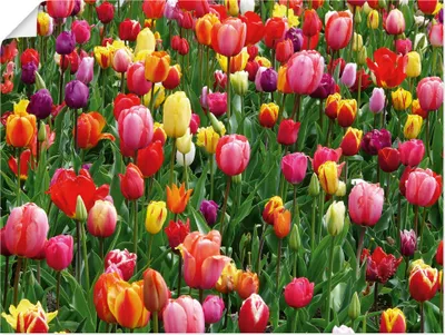 Produktbild von ARTland Poster Buntes Tulpenfeld Größe: 60x45 cm
