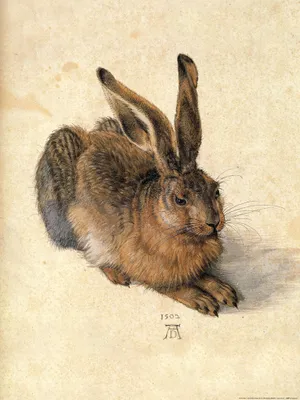 Produktbild von Albrecht Dürer Kunstdruck Bild - Junger Feldhase, 1502 (80 x 60 cm)