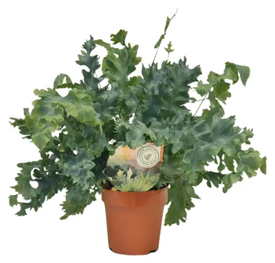 Zdjęcie produktu dla Phlebodium Davana - 25-35cm - Ø12cm - Roślina doniczkowa - Zimozielony