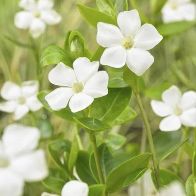 Produktbild von Vinca minor 'Alba' 60 Pflanzen Weißes Immergrün Bodendecker Blühend Weiß Sonne