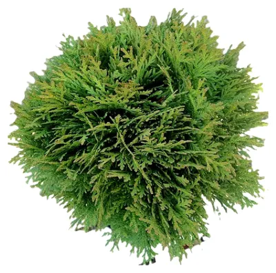 Produktbild von Thuja occidentalis Danica Kugel Lebensbaum immergrün 20-25 cm
