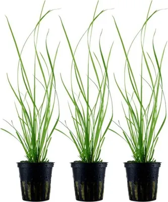 Produktbild von Aquarium Pflanze 3 Stück Cyperus helferi Wasserpflanze AquaOne Topf Nr.333A Set