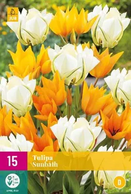 Artikelbild 1 von 'Tulpe Sunbath (15 Stück)' aus der Kategorie Tulpenzwiebeln