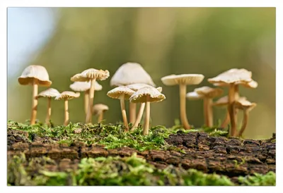 Produktbild von Wallario Poster - Pilzkolonie im Wald, Kunstdruck Größe: 61 x 91,50 cm
