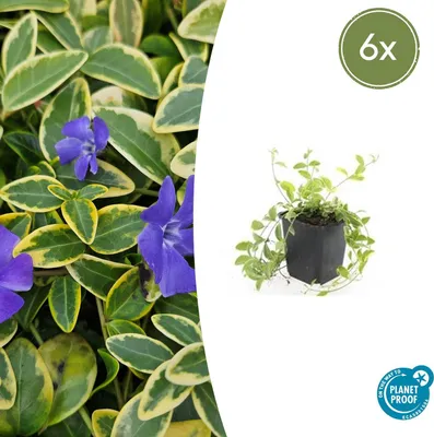 Zdjęcie produktu dla Roslina okrywowa - Barwinek drobnolistny zólty - Vinca minor 'Aureovariegata' - Doniczka 9 cm - Zestaw 6 roslin