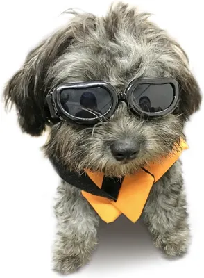 Image de Lunettes de soleil pour chien, petites, noires, avec protection UV, pour petits chiens et chats