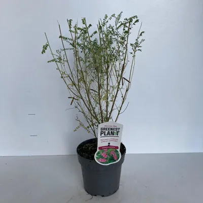 Produktbild von Indigofera heterantha - Himalaya-Indigostrauch | 40-50 cm im Topf