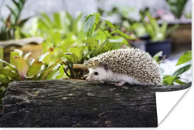 Produktbild von MuchoWow® Poster Igel läuft auf Baumstamm 120x80 cm - Bilder
