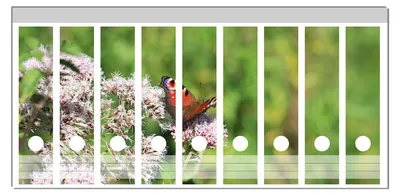 Produktbild von Wallario Ordnerrücken Sticker, selbstklebend für breite Ordner, 9 Stück, Motiv Schmetterling auf Blüte