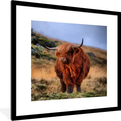 Produktbild von MuchoWow® Gerahmtes Poster Schottische Highlander - Gras - Steine 40x40 cm - Poster mit Schwarzem Bilderrahmen Wandposter Rahmen Foto Bilder - Poster - Plakat im Rahmen