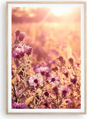 Produktbild von Gerahmtes Poster - Rahmen in heller Eiche - Wiese Blumen Sonne - 70x100 cm - Wand Bild - Wanddeko - Wandbilder - Kunstposter - Wandposter - Bilderrahmen - Bilder - Kunstdruck - P2NPA70x100-4819