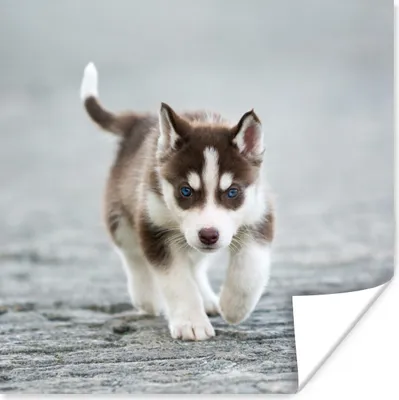 Produktbild von MuchoWow® Poster Husky-Welpe läuft über die Straße 50x50 cm - Wohnzimmerdekoration