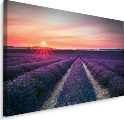 Produktbild von Canvas Bild LEINWANDBILD Kunstdruck XXL Wandbild Natur Blumen Lavendel Feld