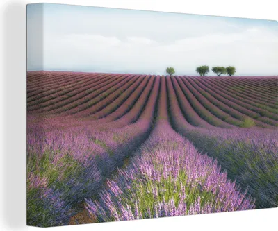 Produktbild von OneMillionCanvasses® - Leinwandbilder - 150x100 cm, Lavendel - Blumen - Natur, Wandbilder Kunstdruck Wanddekoration