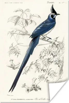 Produktbild von MuchoWow® Poster Vogel - Vintage - Zweig 120x180 cm - Kunstposter