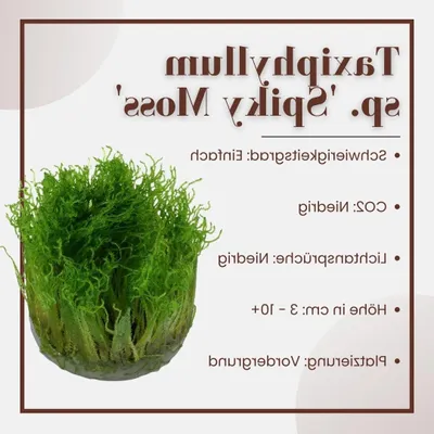 Productafbeelding van Aquarium Mos Planten - Waterplant Set - Aquarium Inrichten - In Vitro Gekweekt - 2 stuks - Groen