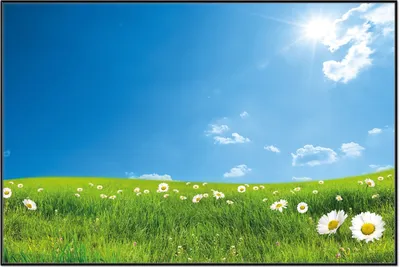 Produktbild von Wallario Wandbild Sommerwiese - Weiße Gänseblümchen vor blauem Himmel, Größe: 61 x 91,50 cm, Poster mit schwarzem Aluminiumrahmen