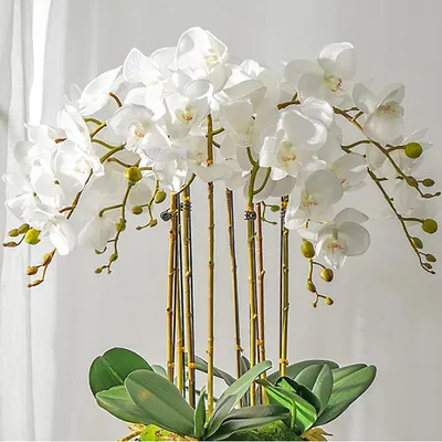 Productafbeelding van Kunstorchideeën - Nepbloemen - Woondecoratie - Echt aanraakmateriaal - 75 cm - Wit