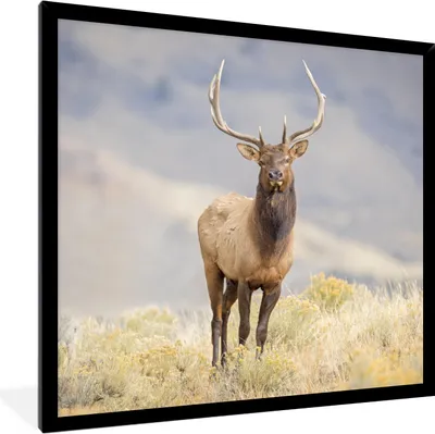 Produktbild von MuchoWow® Gerahmtes Poster Hirsche - Berge - Gras 40x40 cm - Poster mit Schwarzem Bilderrahmen Wandposter Rahmen Foto Bilder - Mit Rahmen - Wanddekoration Schlafzimmer