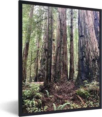 Produktbild von MuchoWow® Gerahmtes Poster Eine Gruppe von alten Mammutbäumen 60x80 cm - Poster mit Schwarzem Bilderrahmen Wandposter Rahmen Foto Bilder - Premium - Wanddeko Wohnzimmer