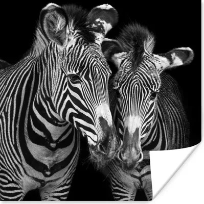 Produktbild von MuchoWow® Poster Tierprofil Zebras in Schwarz und Weiß 50x50 cm - Wohnzimmerdekoration