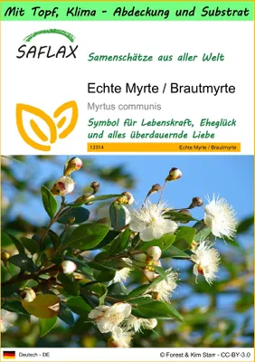 Produktbild von SAFLAX Garden to go - Echte Myrte / Brautmyrte - Myrtus communis - 30 Samen - Mit Topf, Klima - Deckel und Anzuchtsubstrat