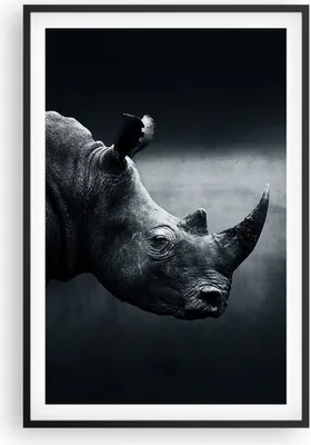 Produktbild von Gerahmtes Poster - Schwarzer Rahmen - Nashorn Schwarzweiß Porträt - 61x91,5 cm - Wand Bild - Wanddeko - Wandbilder - Wandposter - Bilderrahmen - Bilder - Kunstdruck - Wandbild - P2BPA61x91-4347