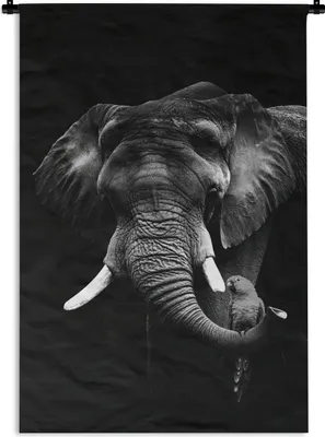 Produktbild von MuchoWow® Wandteppich Wandbehang Elefant mit Papagei vor schwarzem Hintergrund - schwarz und weiß 60x90 cm Tapisserie Dekoration Wandtuch - Foto-Teppich - Abwaschbar
